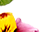 getImage