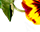 getImage