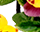 getImage