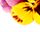 getImage