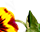getImage
