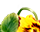 getImage