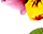 getImage
