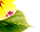 getImage
