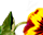 getImage