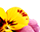 getImage