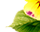 getImage