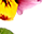 getImage